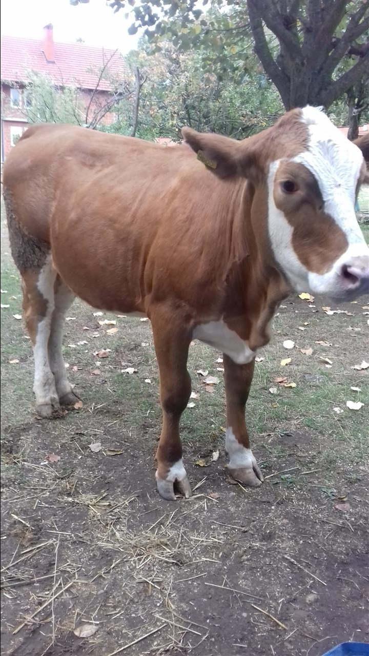 Viqi