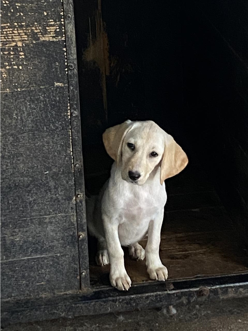 Labrador