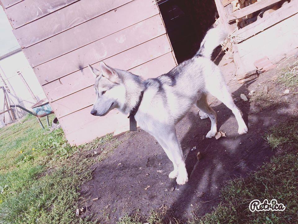 hasky