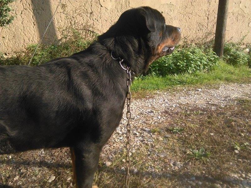Rotweiler