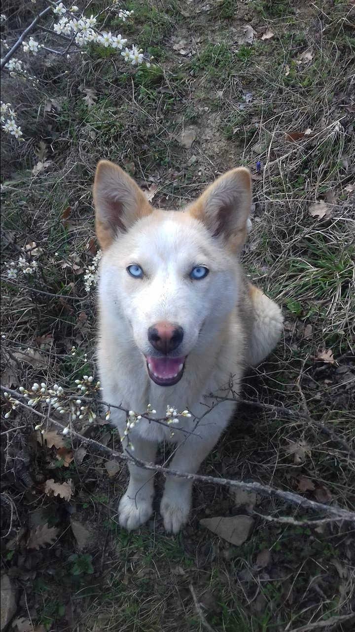 Husky
