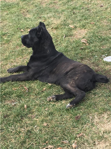 Cane corso
