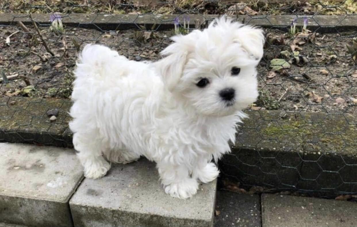 Maltezer