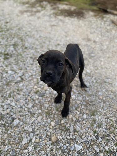 Cane corso