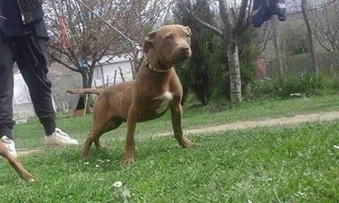 Qen pitbull