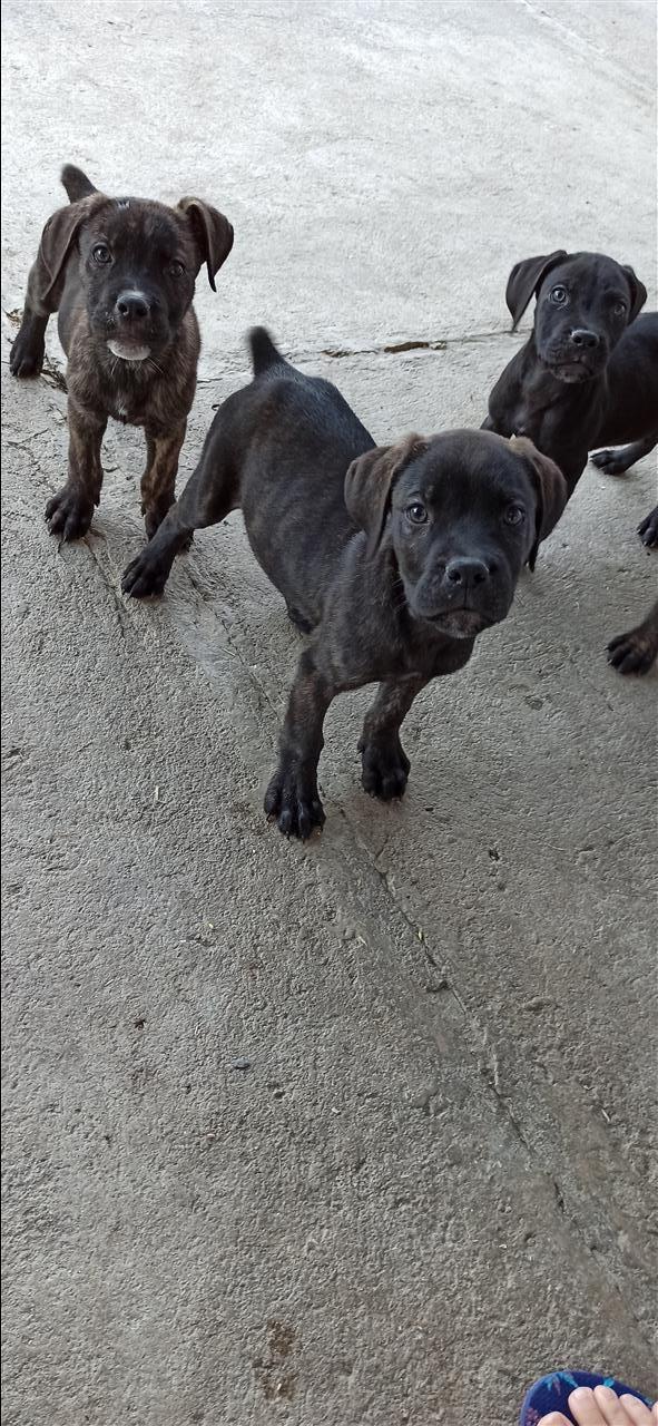 Cane-corso
