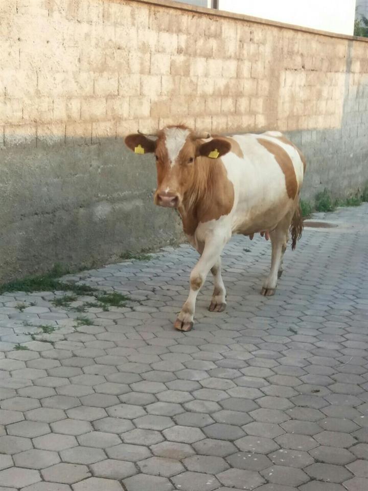 Shes-lopen-