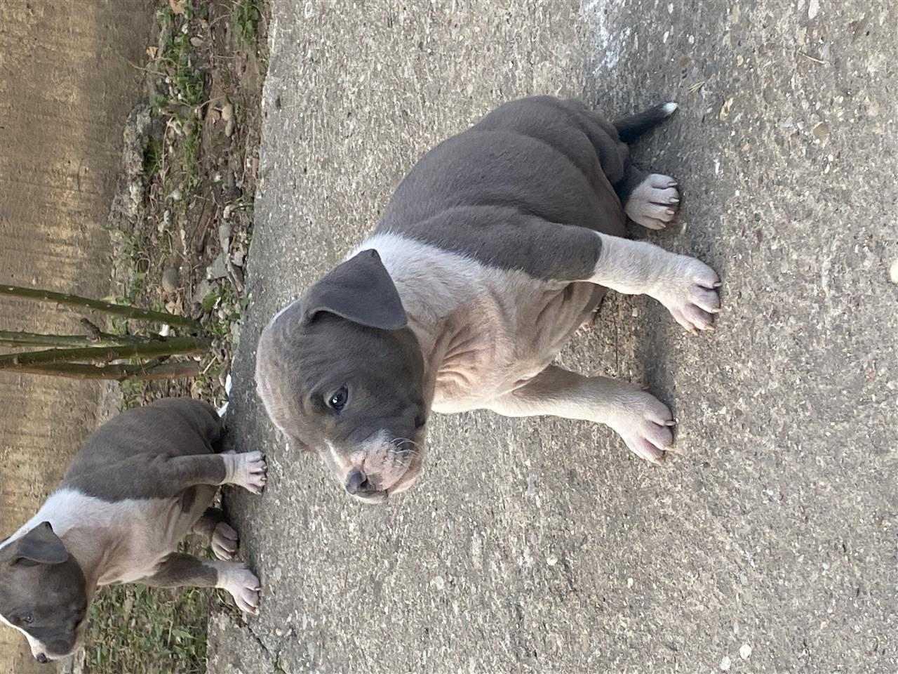 pitbull-