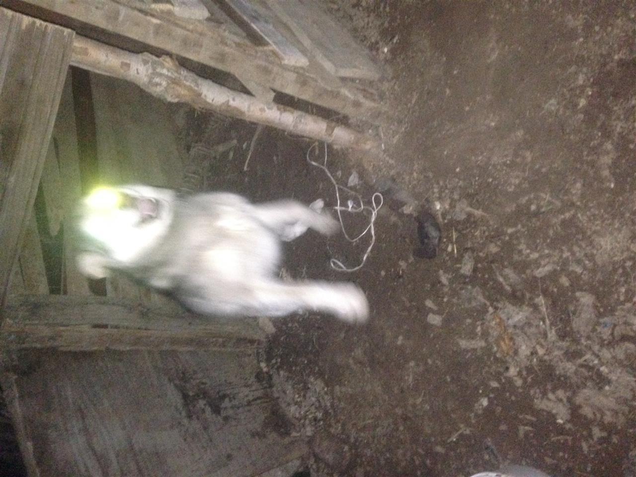 Husky-