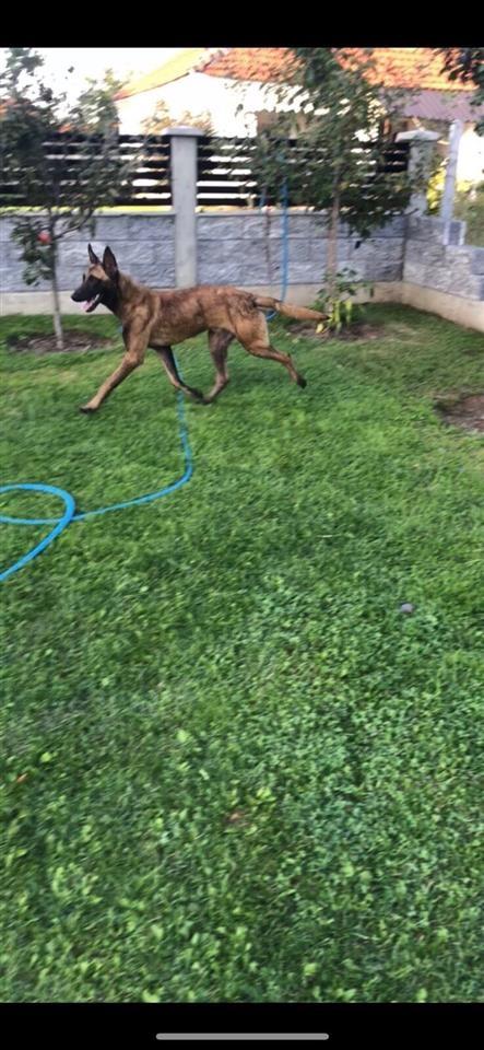 Belg-malinois