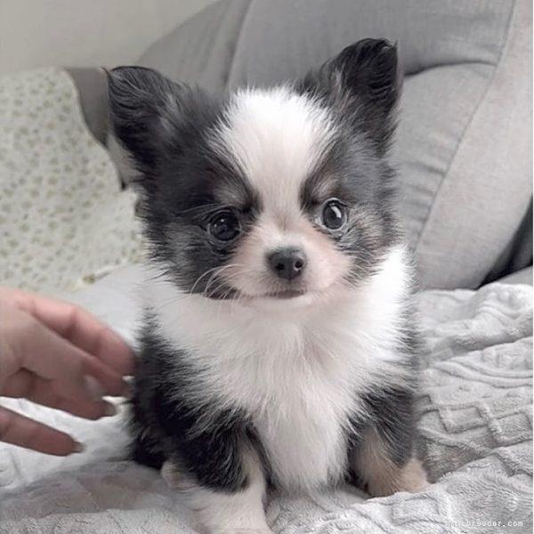 Chihuahua teacup innerliner for sale near me