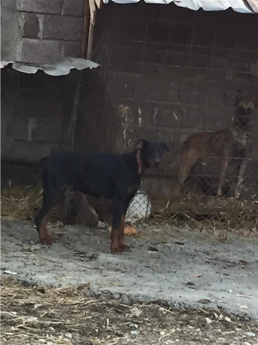 doberman