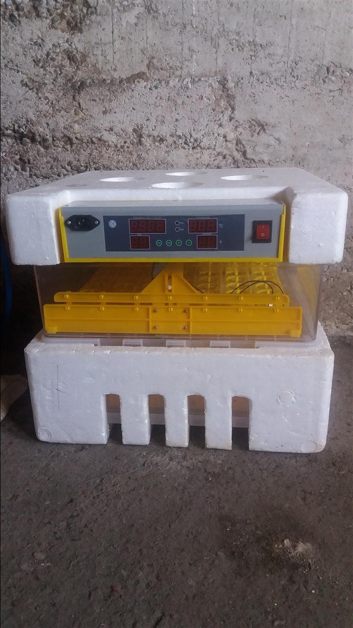 Inkubator