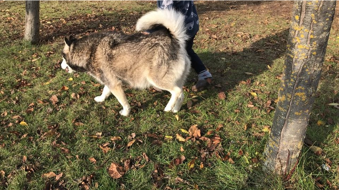 Shitet Husky