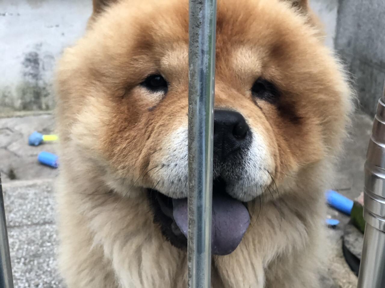 Chow-chow