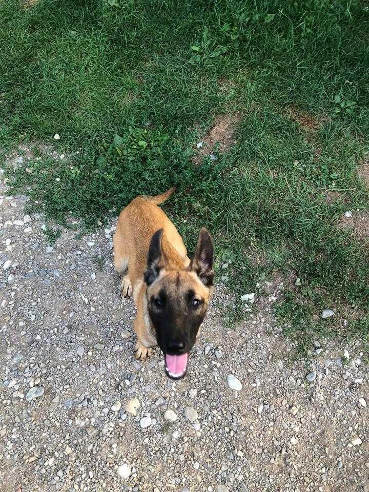 Klysh-Malinois