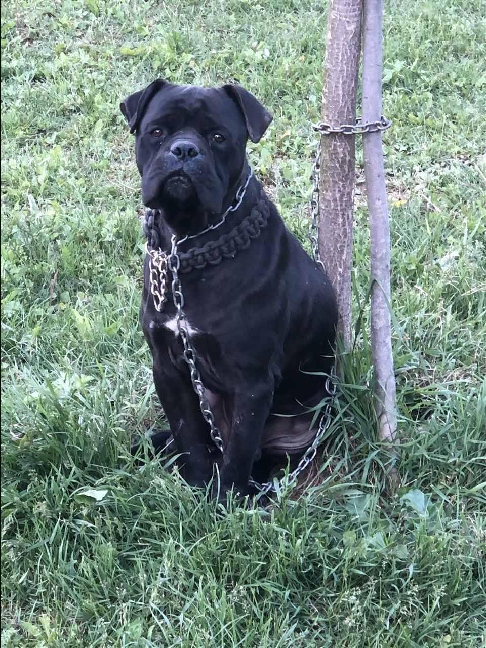 Cane-corso