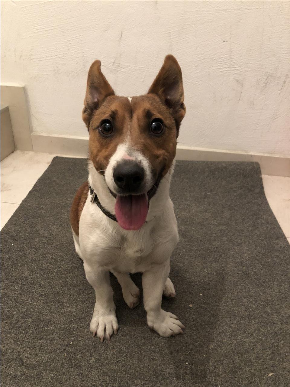 Terrier