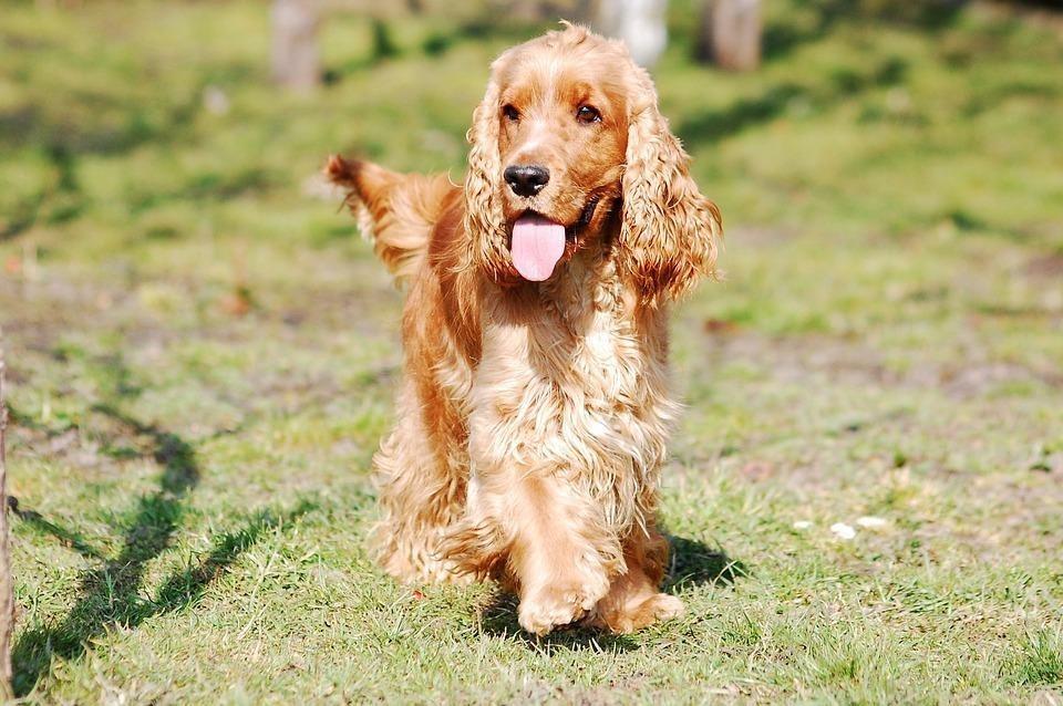 cocker-Spaniel