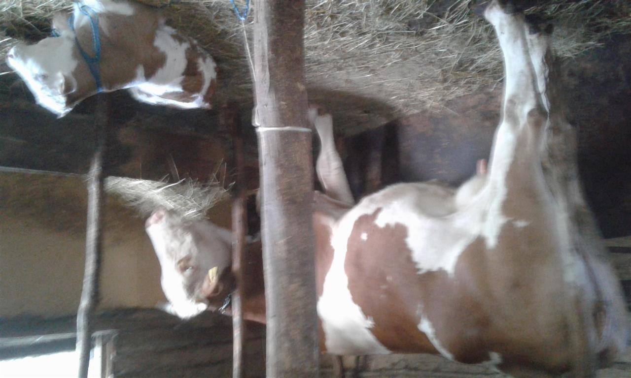 Lope-