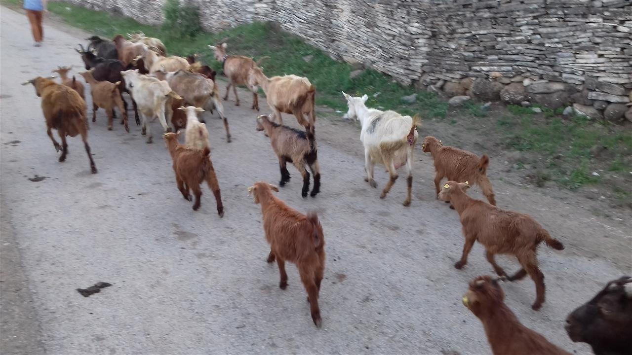 Edhat-