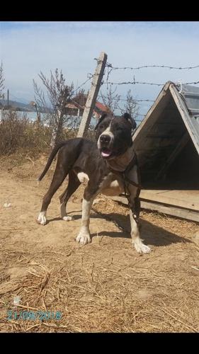 Pitbull