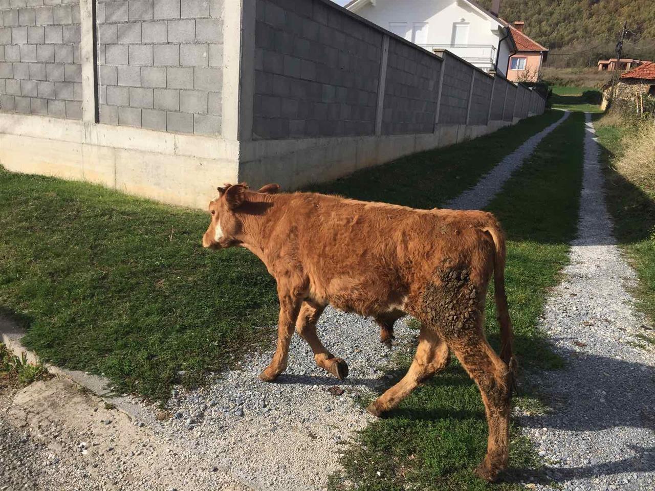 Viqi