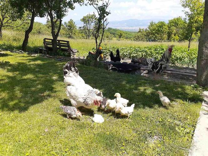 pul
