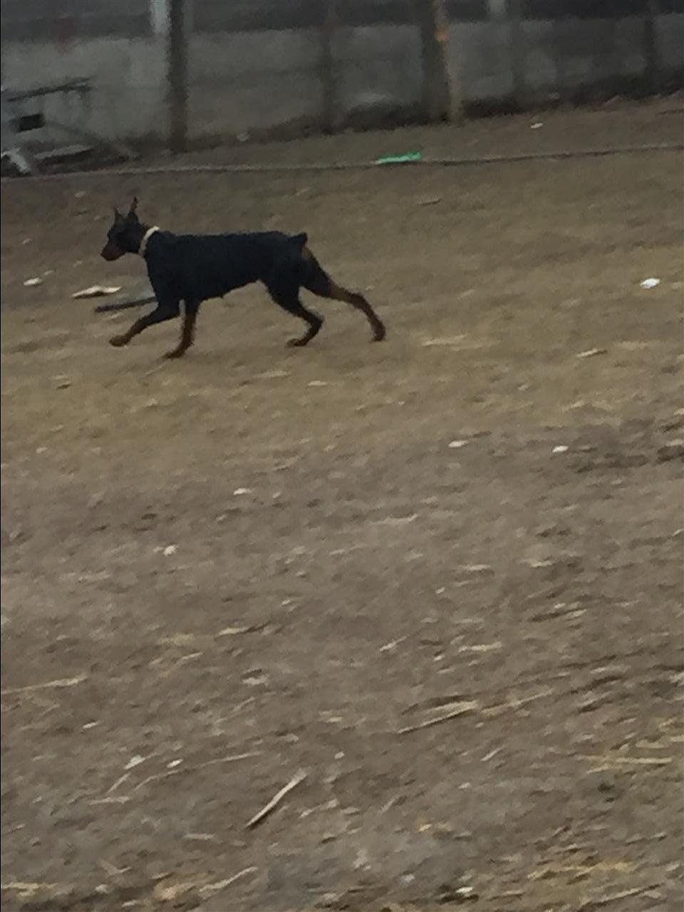 Doberman
