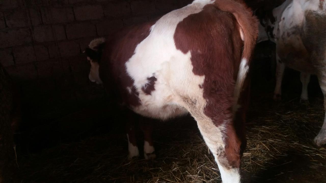 Mshtjerra