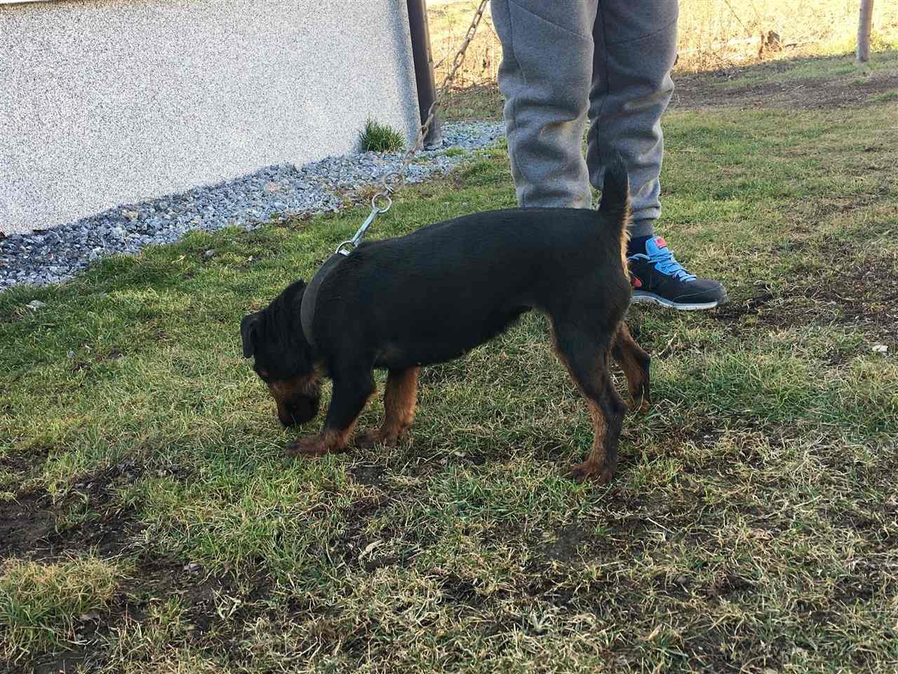Terrier