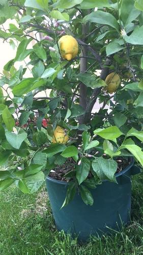 Limon