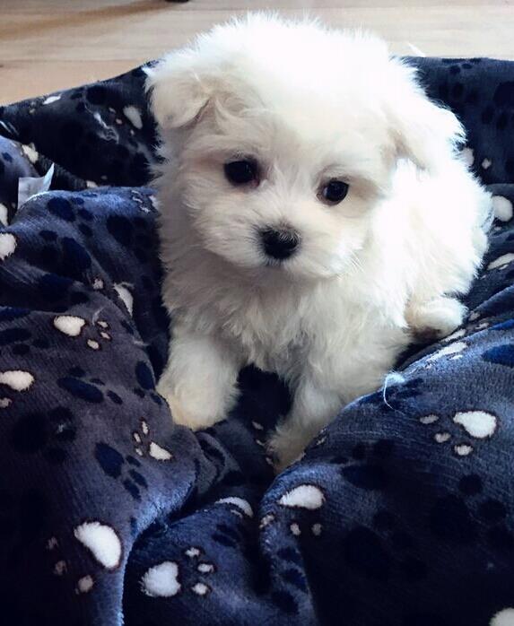 Maltezer