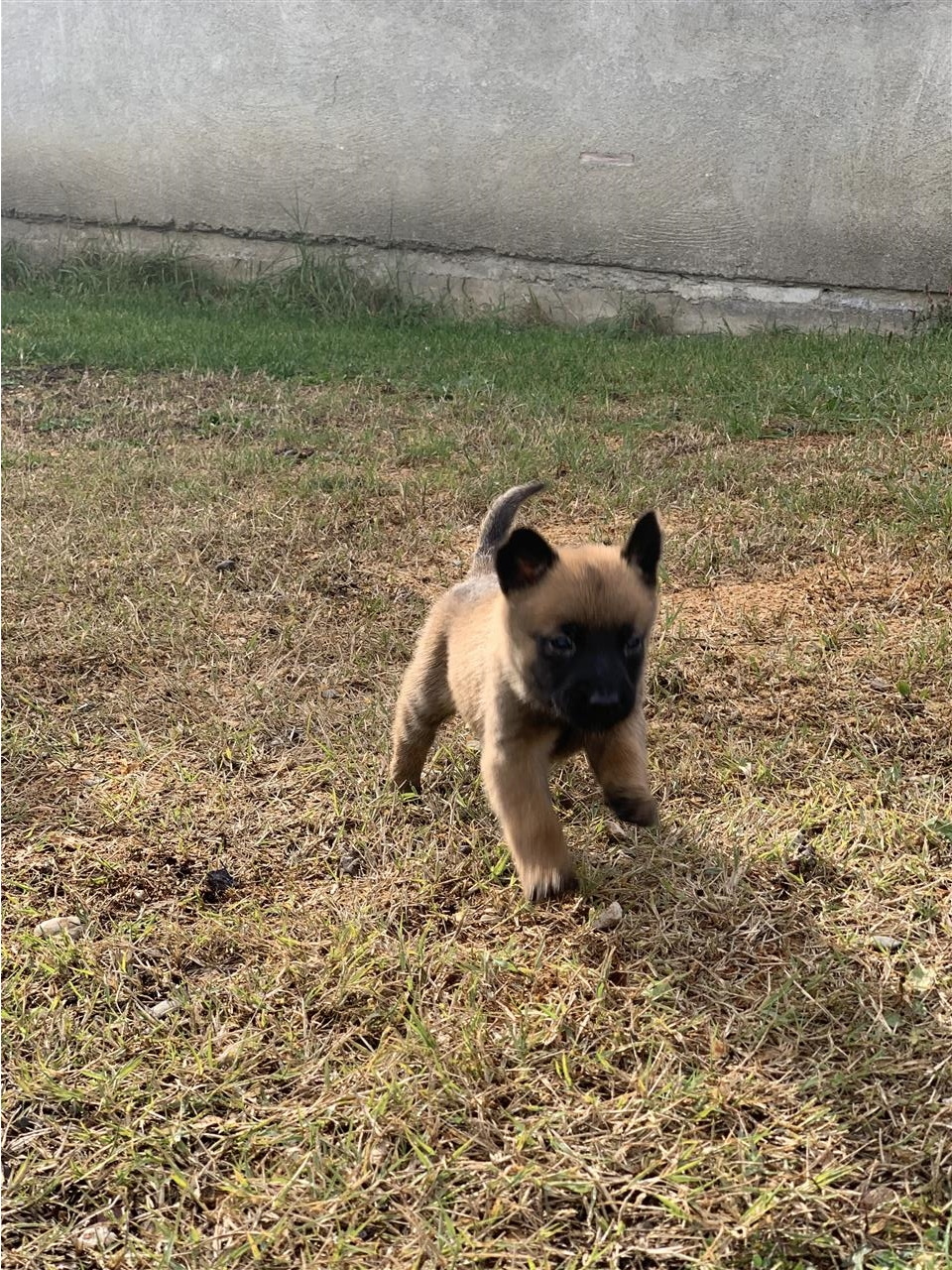 Belgian-Malinois