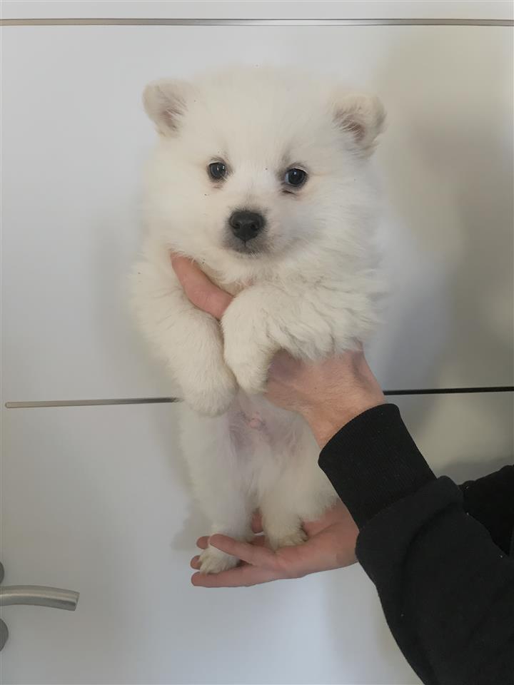 Minispitz-