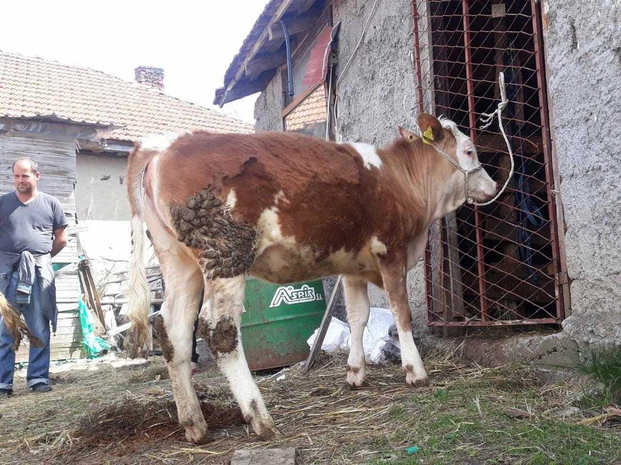 Mshtjerra