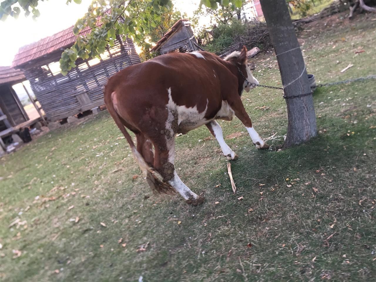 Mshtjerr