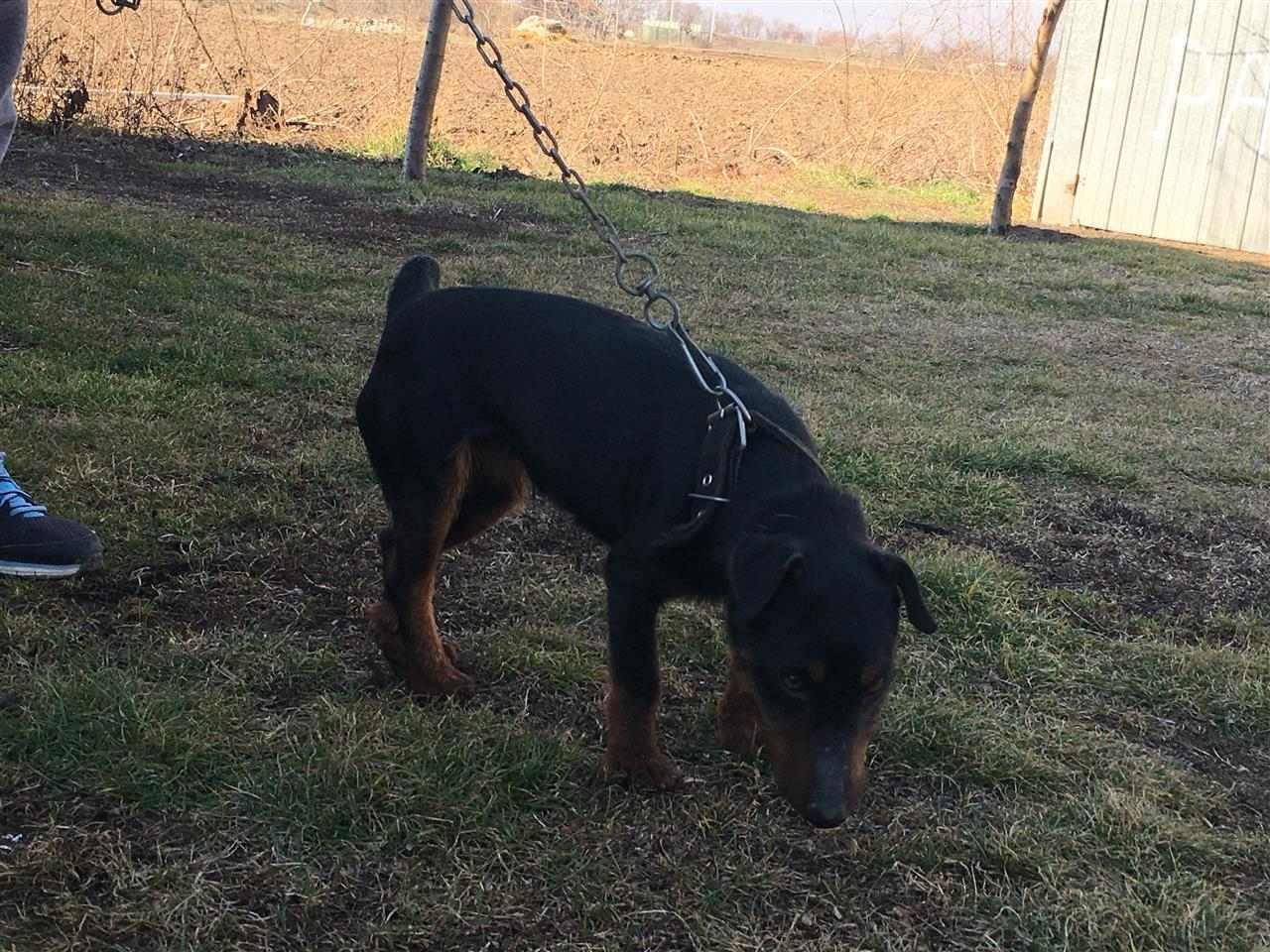 Terrier