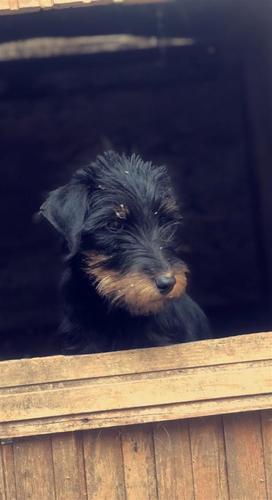 Terrier 
