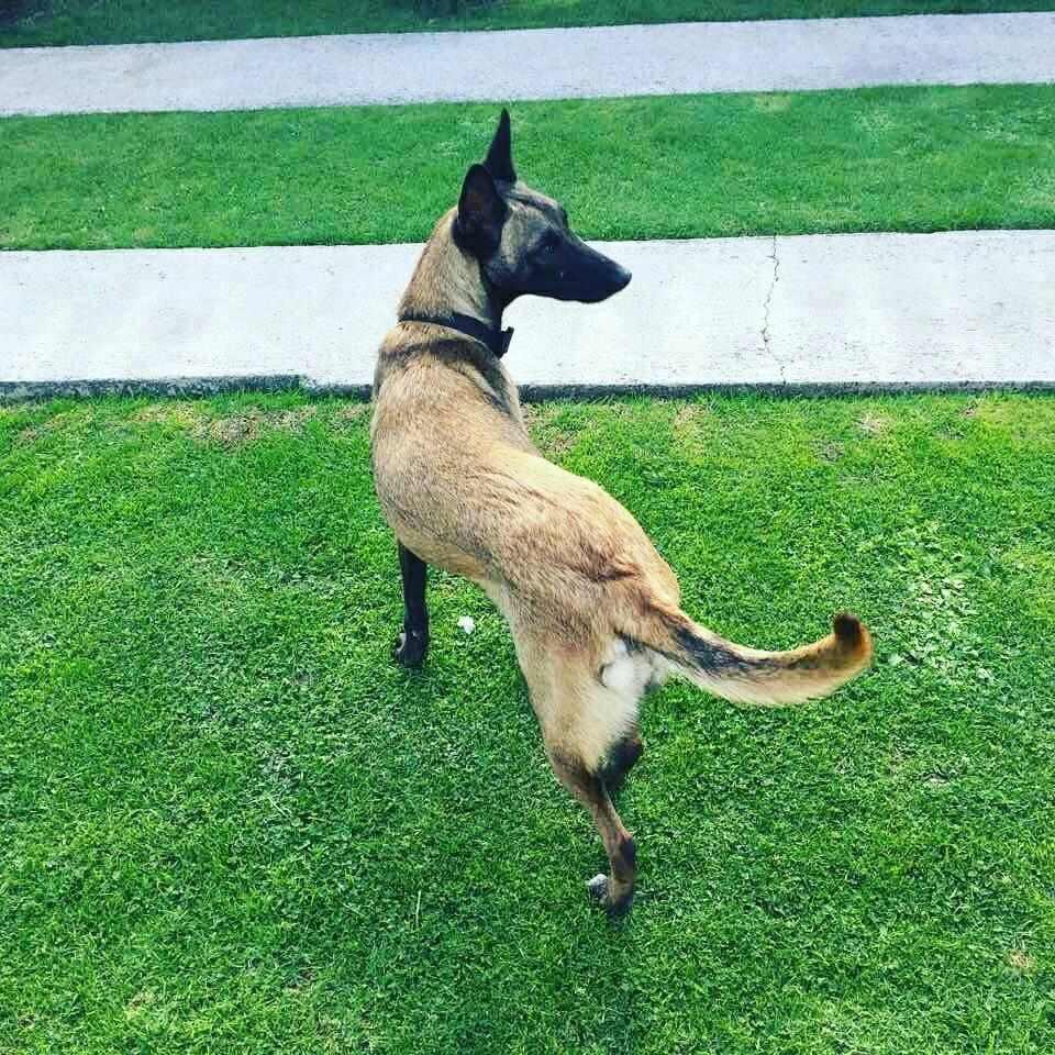dog