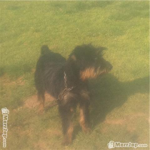 Terrier