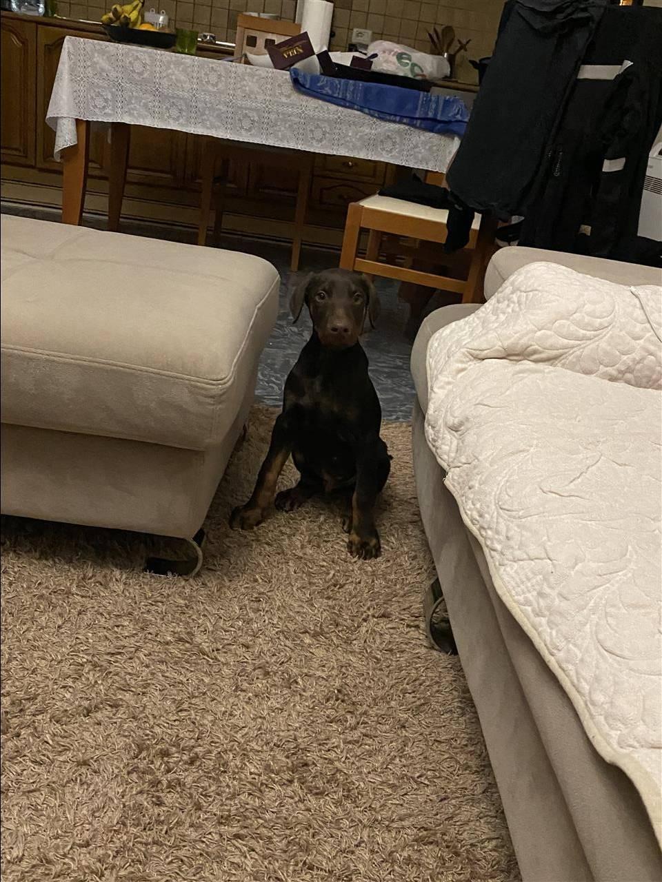 Doberman-