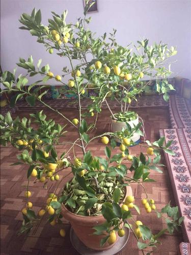 Limonat