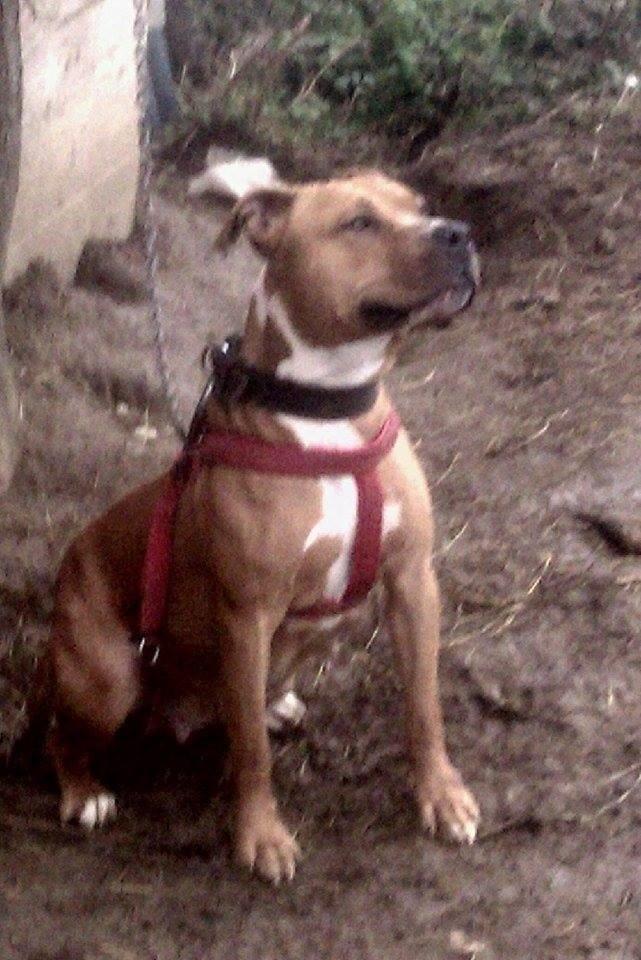 Pitbull-APBT