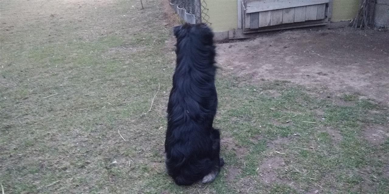 Terrier