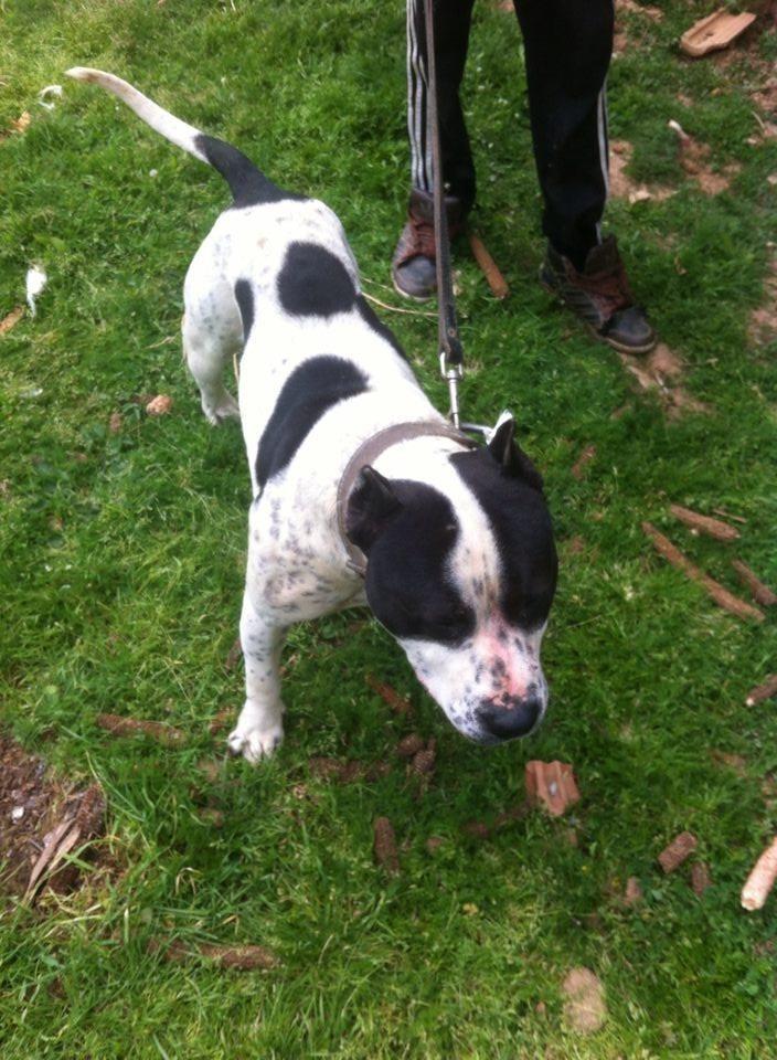Pitbull