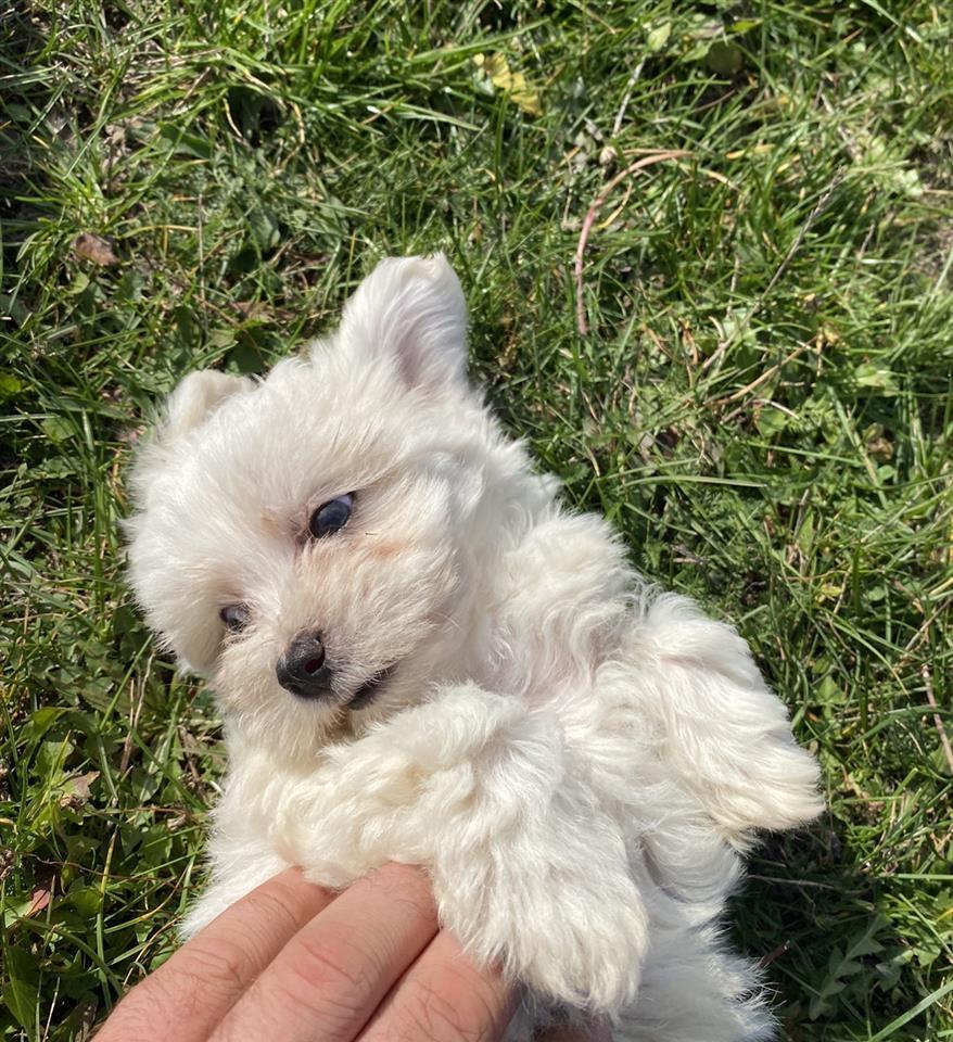 Mini-malteza-