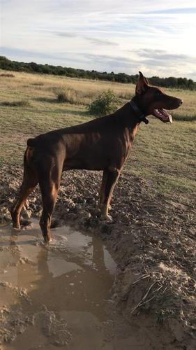 Doberman 