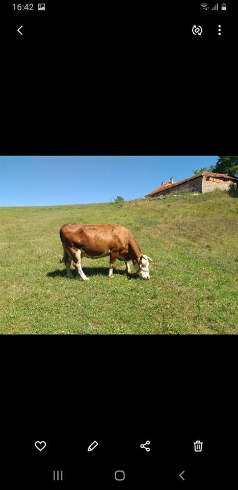 shes-lopen