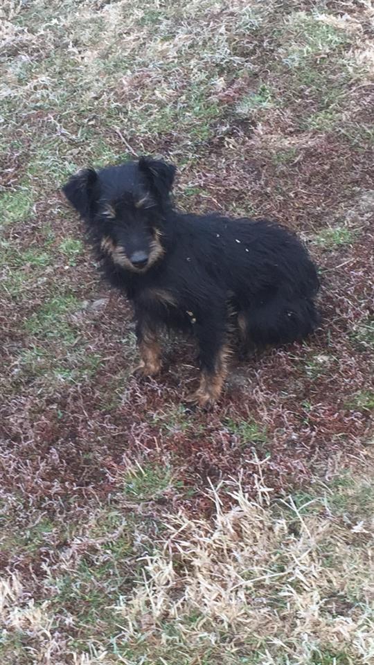 Terrier